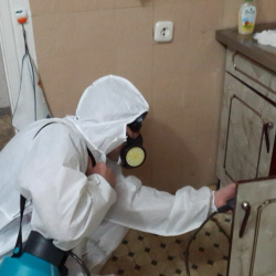 Дезинфекция от муравьев в квартире в Сухом Логе